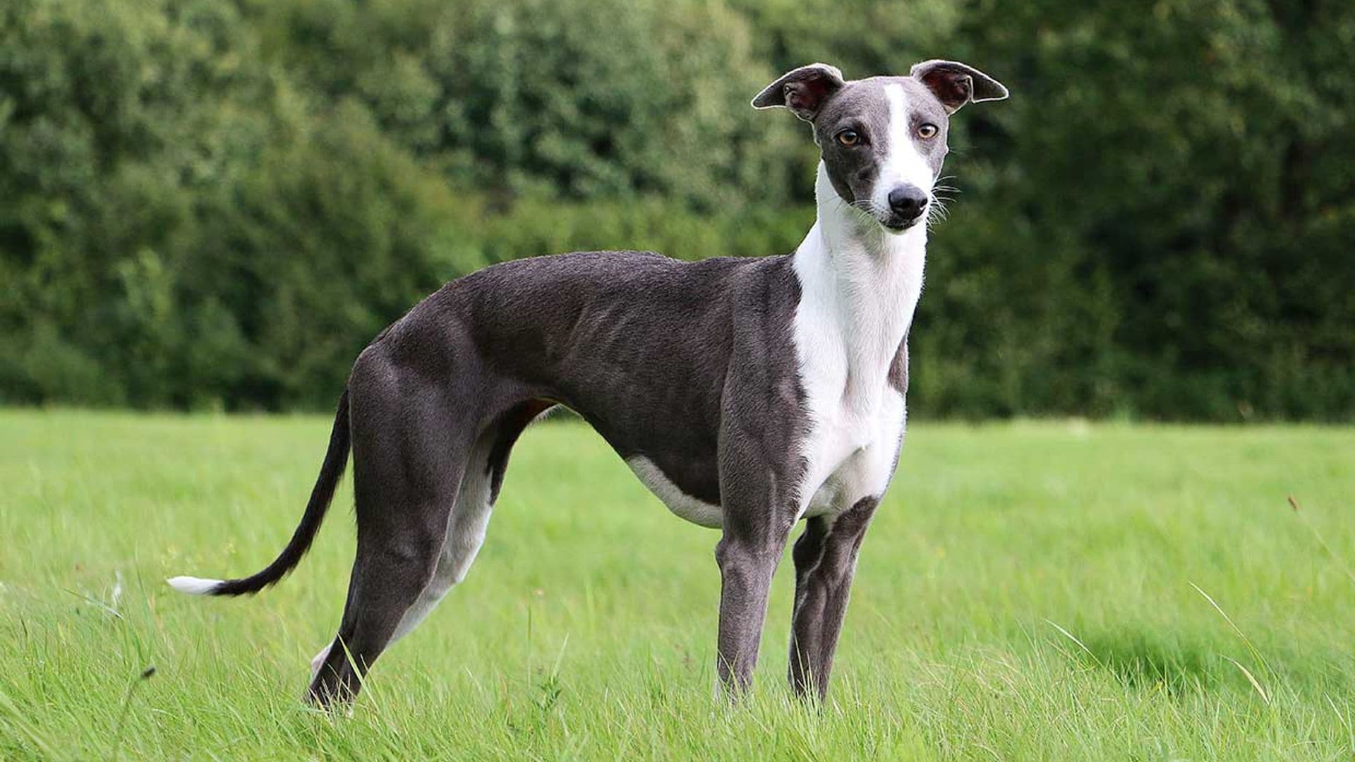 ¿Conoces la raza de lebreles whippet?