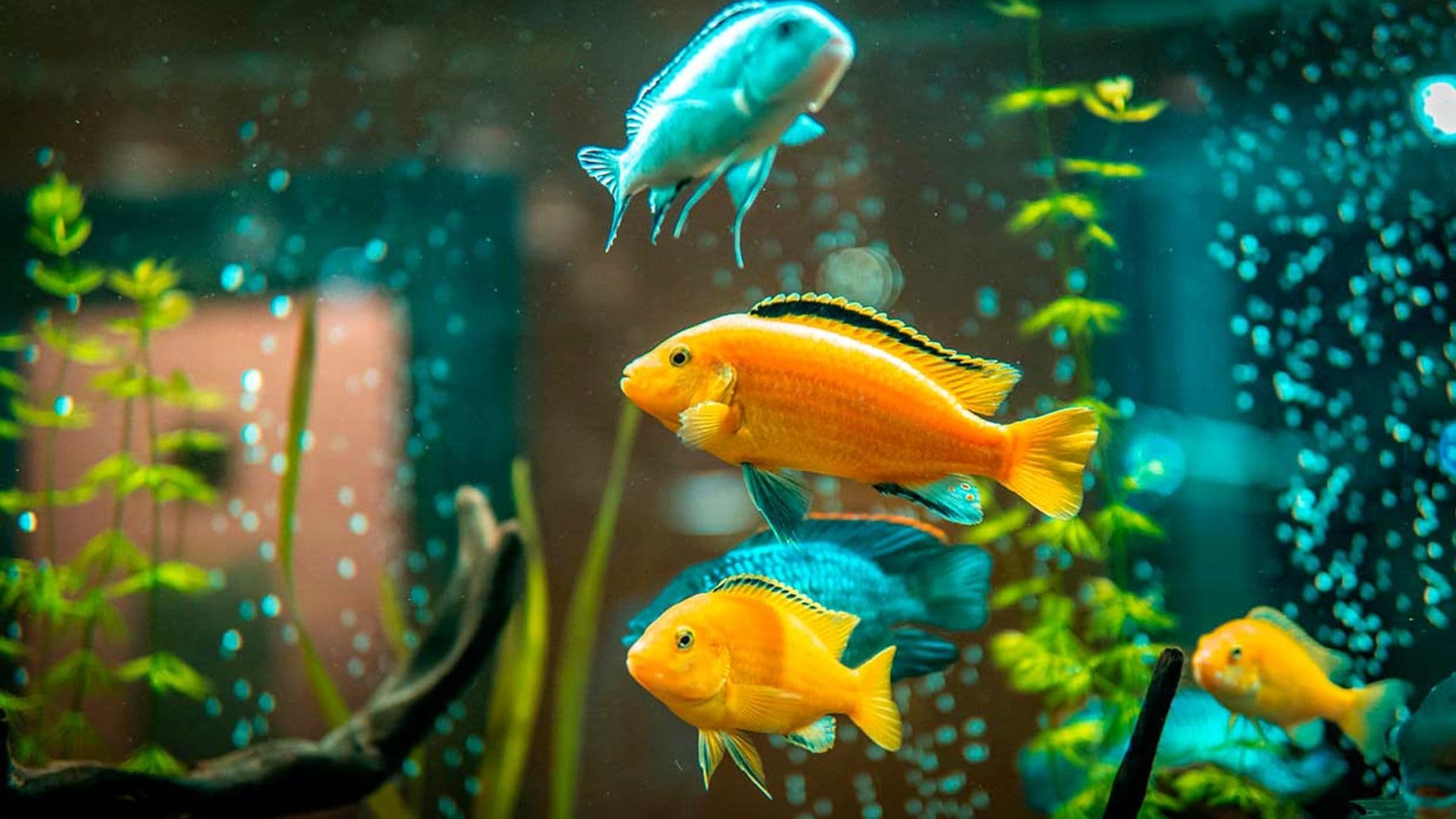 Acuariofilia: los beneficios de tener peces en casa