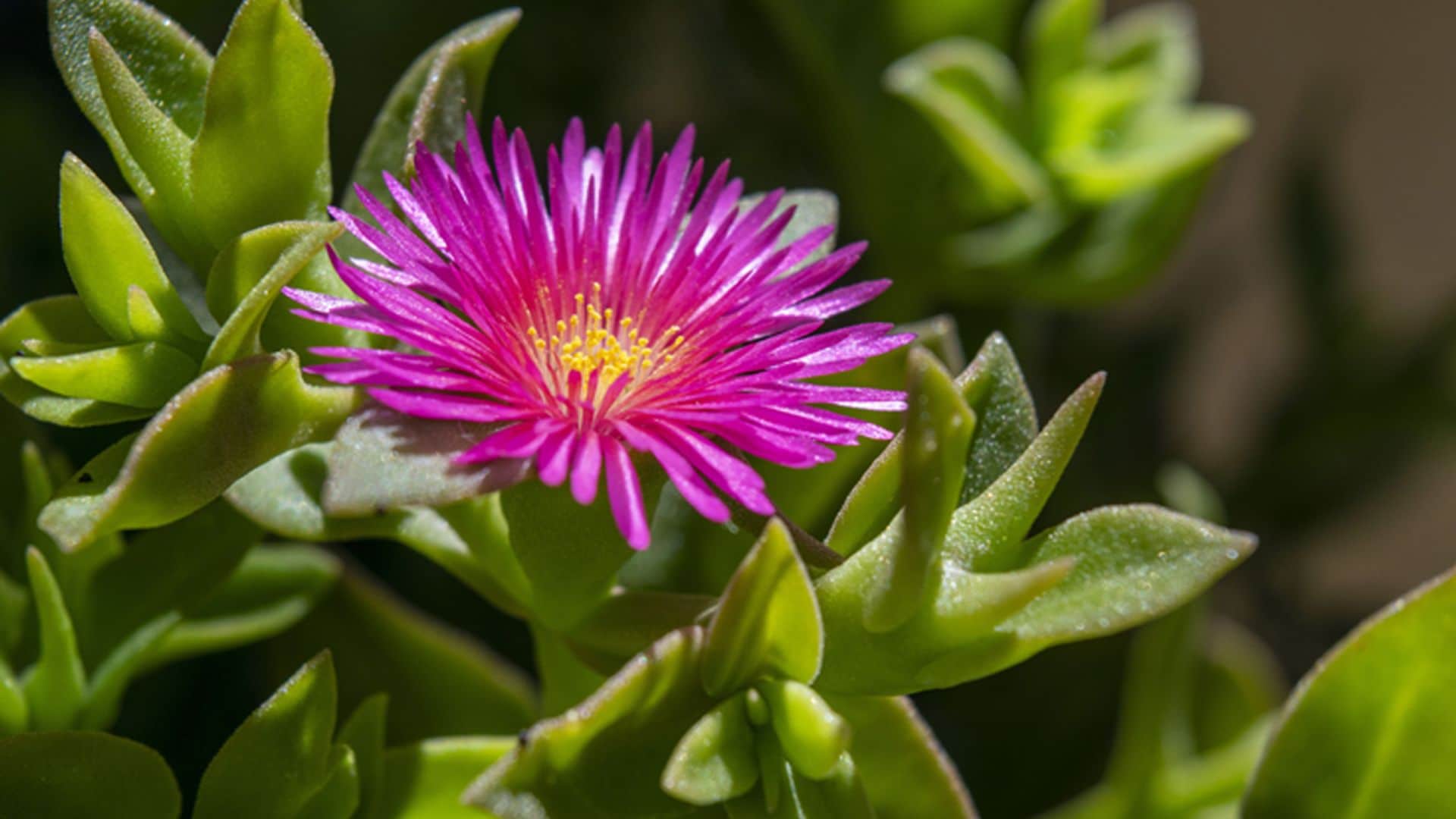 La aptenia, una preciosa planta tapizante para tu jardín