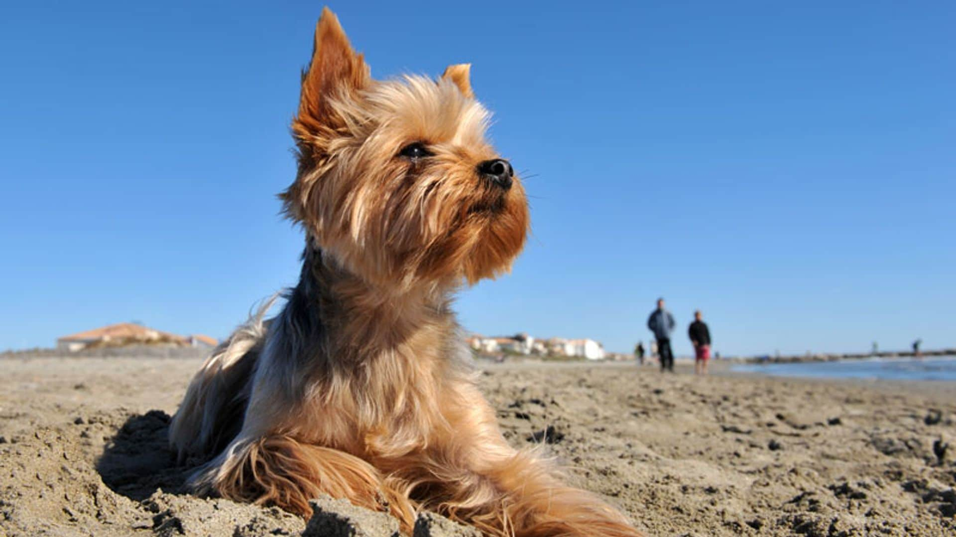 Cómo combatir los golpes de calor en los perros