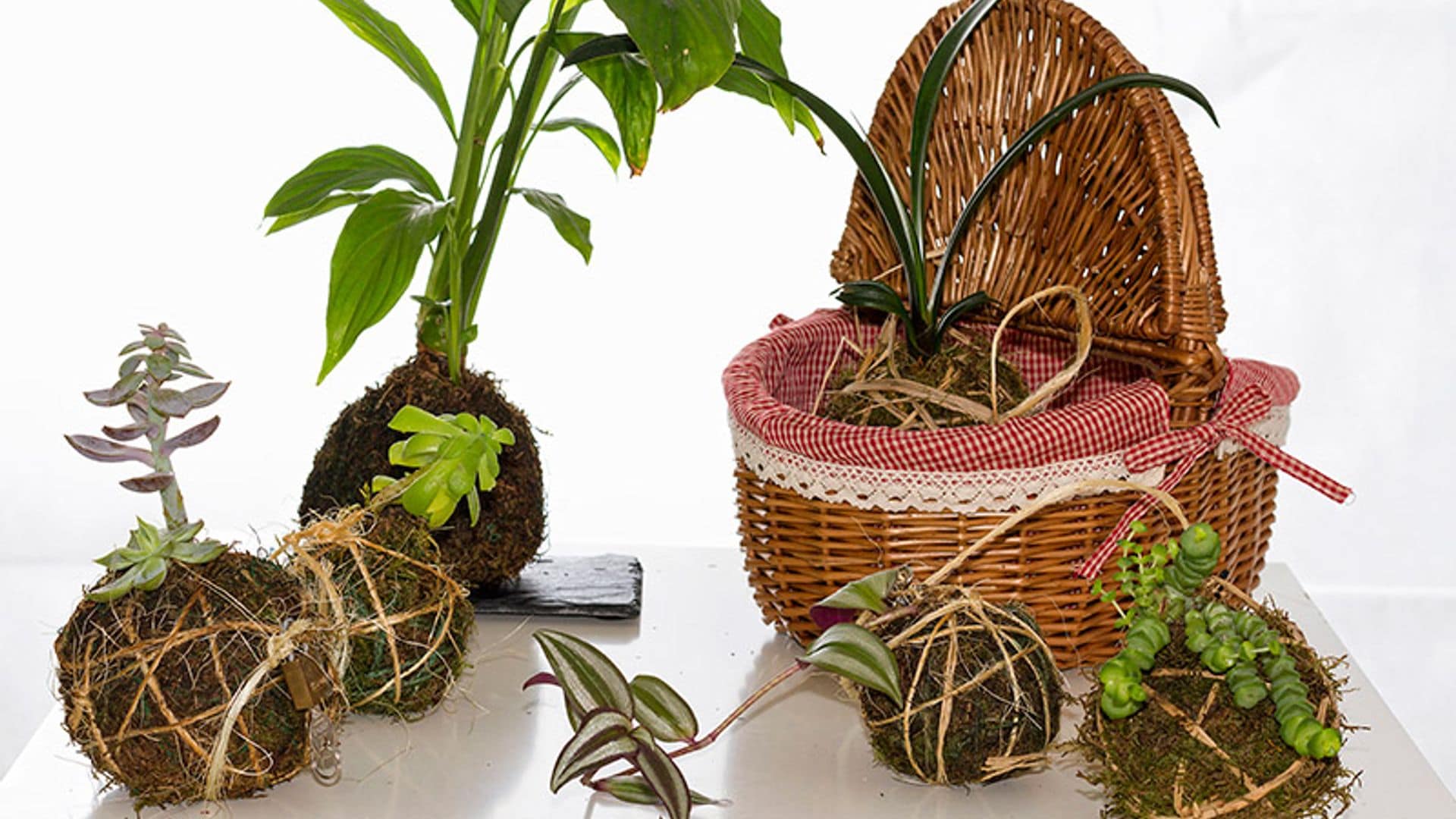 'Kokedama': El toque de naturaleza que necesitaba tu hogar llega desde Japón