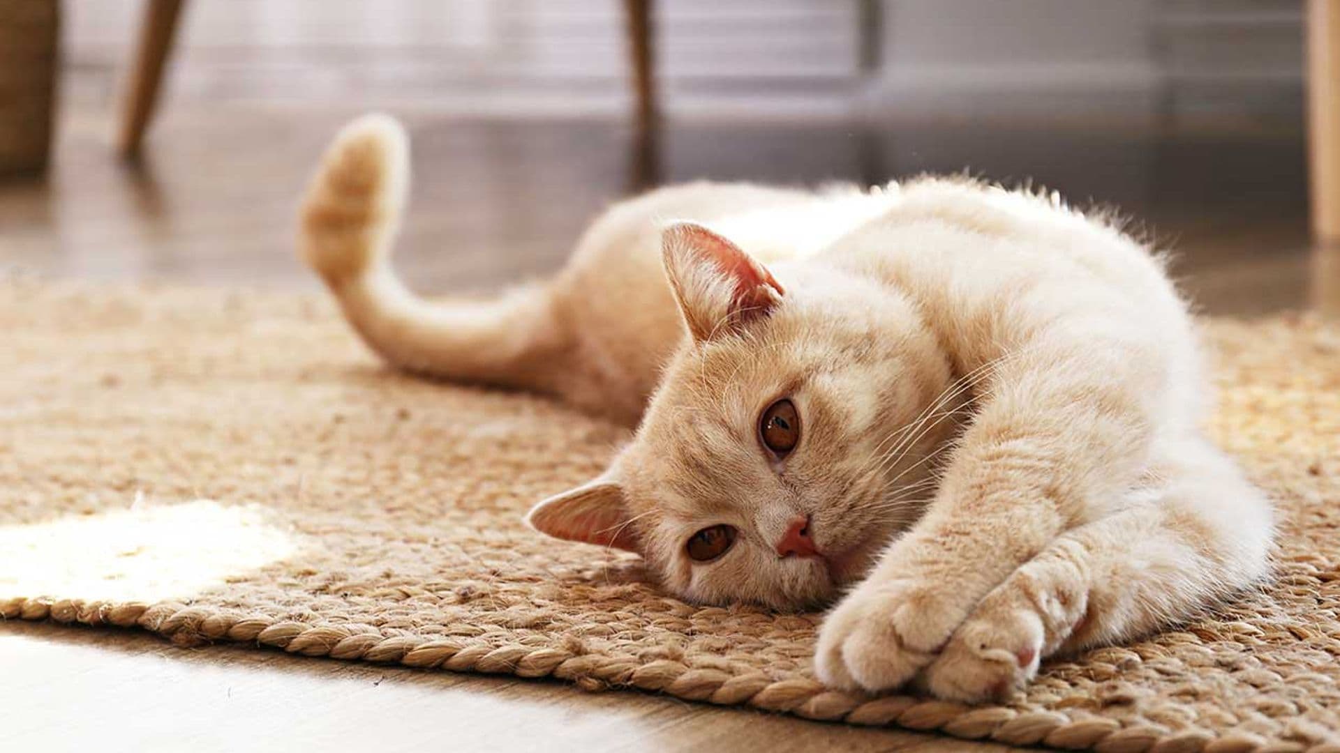 Tu gato te comunica su felicidad o estrés mediante su lenguaje corporal