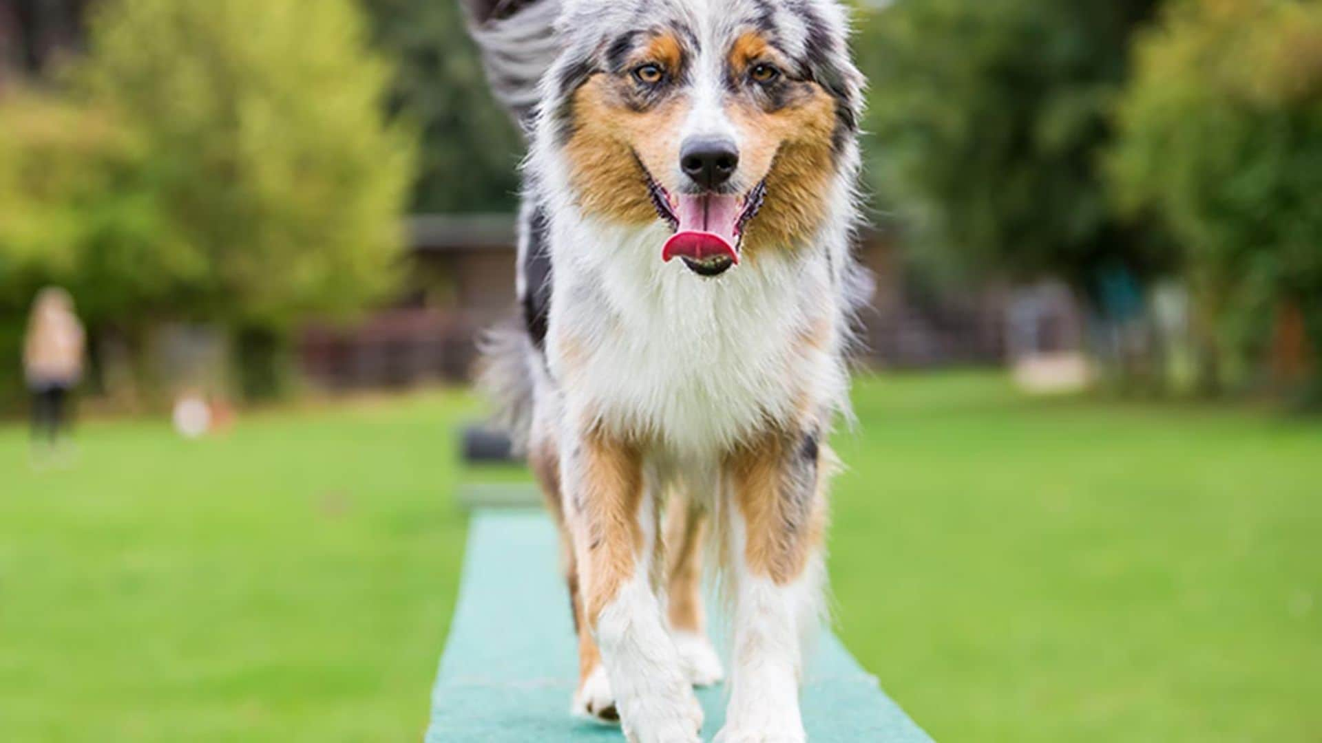 Las razas de perro más apropiadas para practicar 'agility'