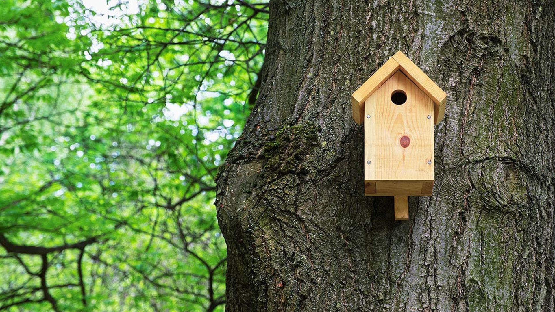 Así puedes construir un 'hotel de pájaros' para decorar tu jardín