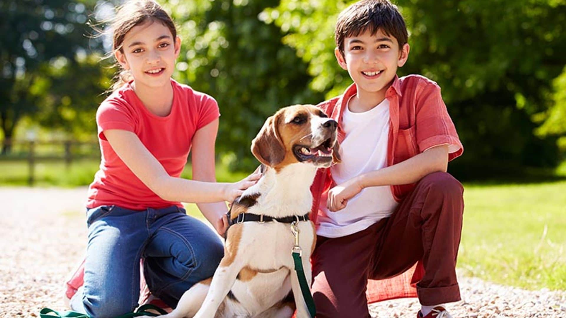 Un beagle puede ser el mejor amigo de tu hijo