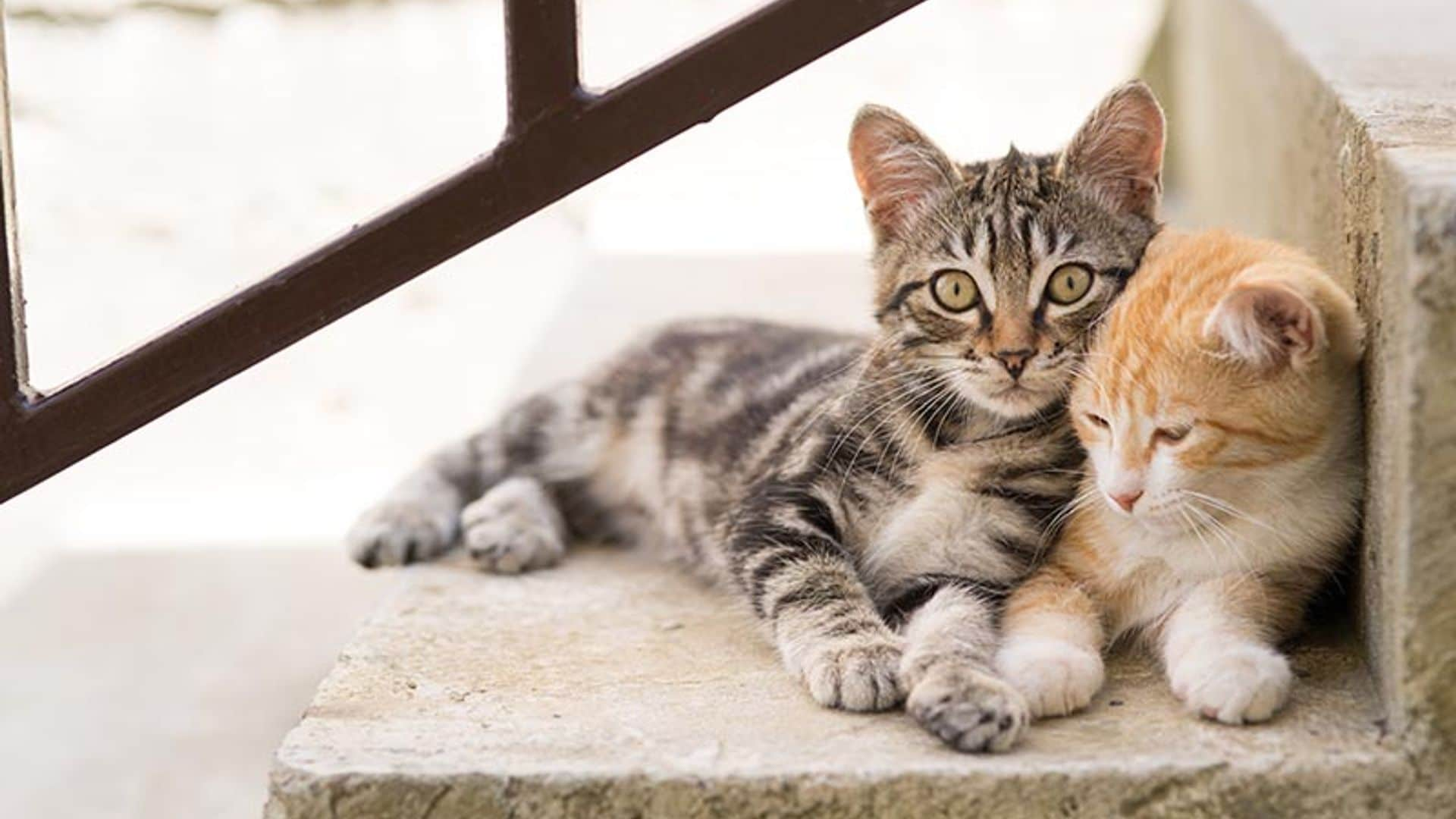 Ayuda a tu gato a ser más sociable