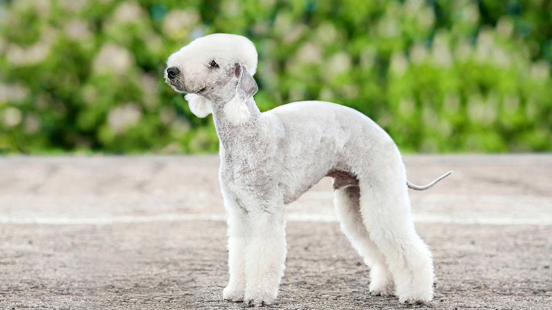 Razas de perro terrier de tamaño mediano y grande