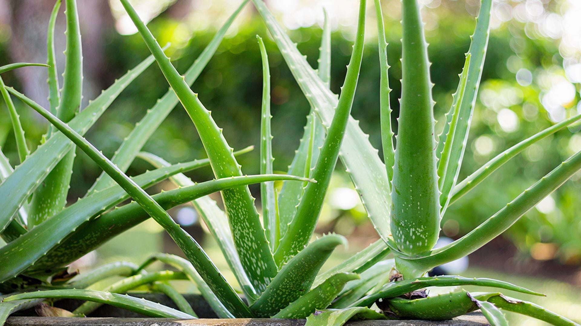 Así se cuida y reproduce el aloe vera