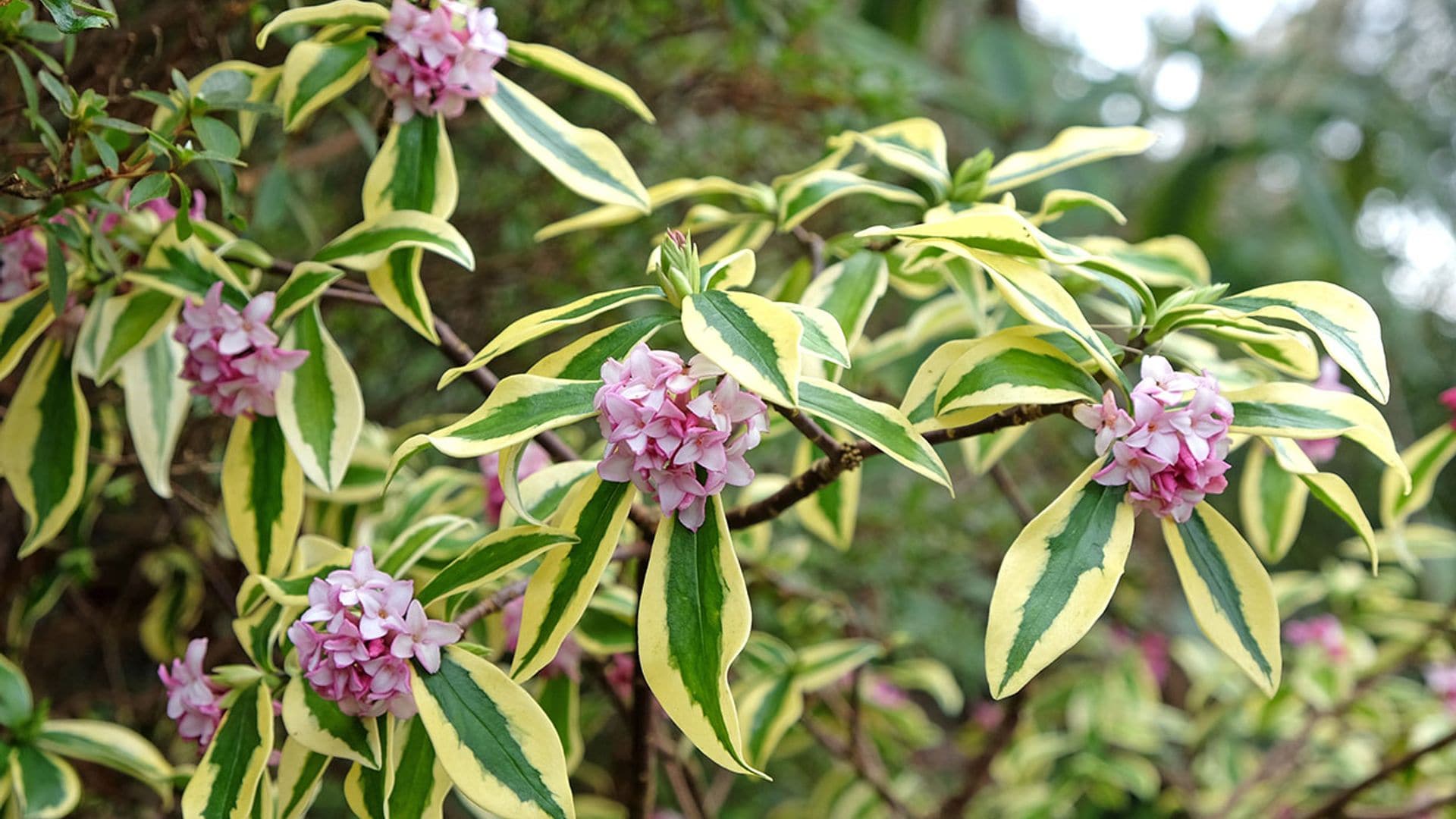 Descubre cómo cultivar la dafne, un arbusto muy bello para el jardín de invierno