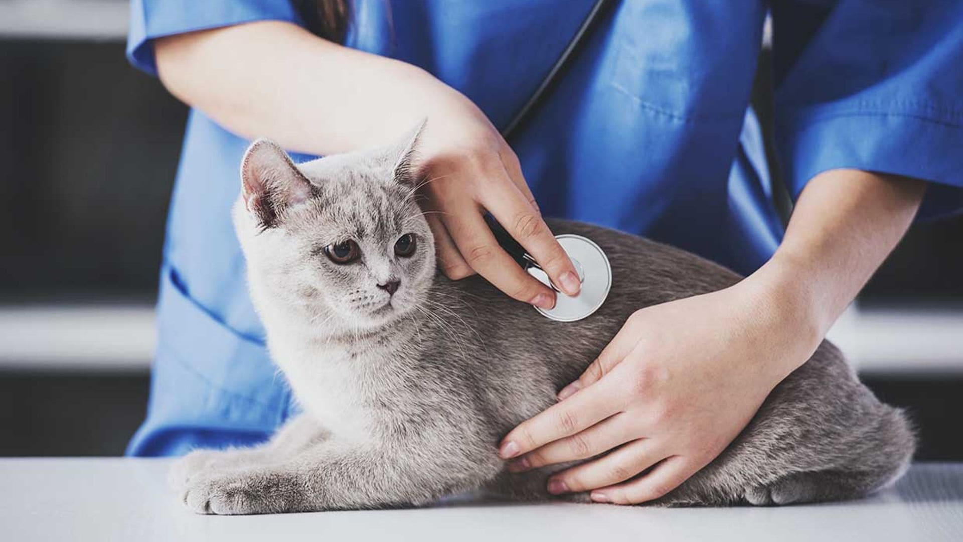 Así actúa el virus de inmunodeficiencia felina, el llamado sida de los gatos