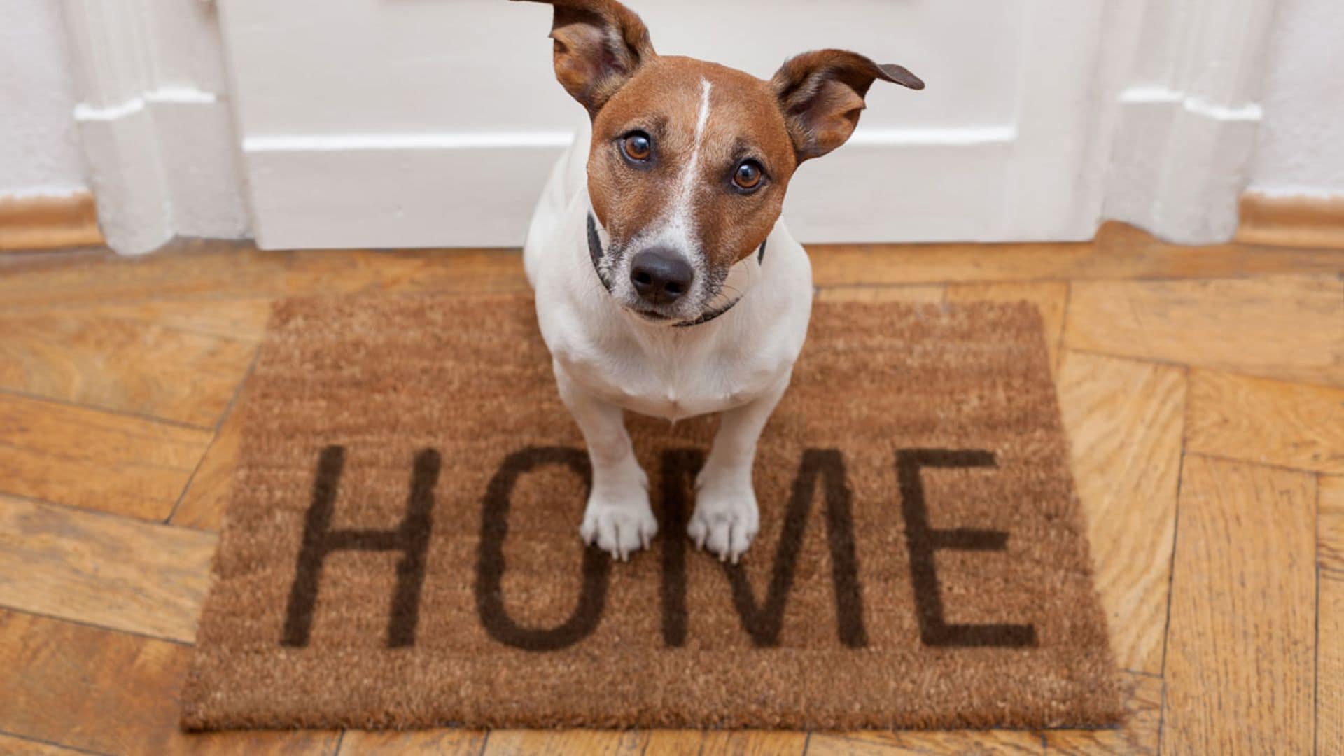 ¿Por qué mi perro no quiere salir a la calle?