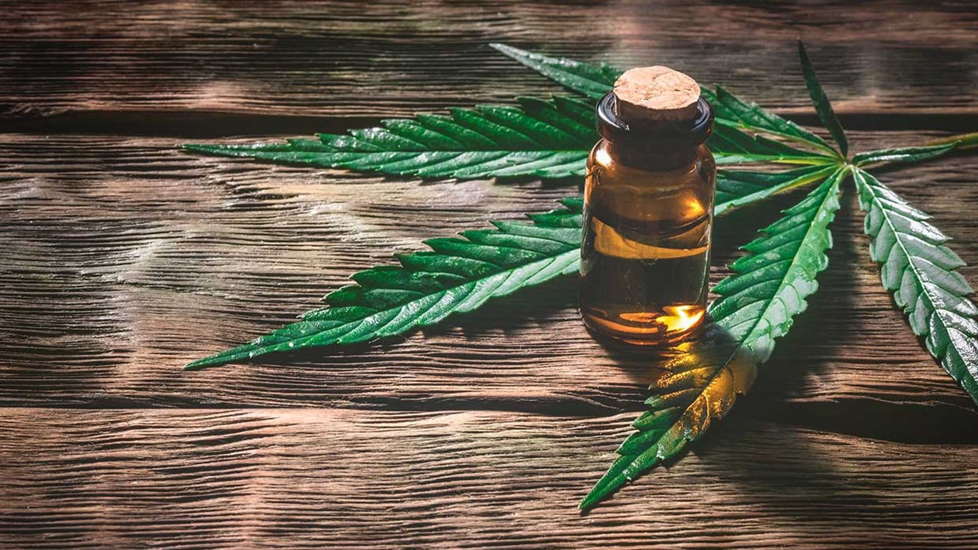 ¿Conoces el polémico aceite CBD?