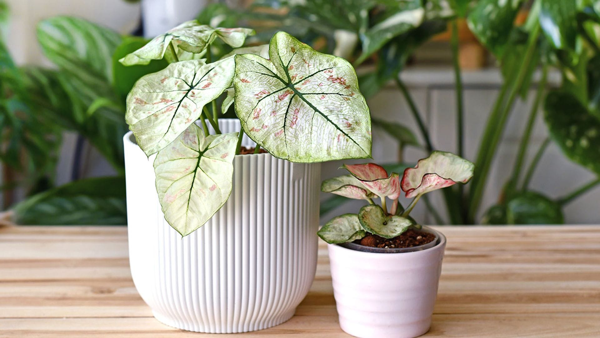 Caladio, una planta de interior perfecta si quieres un toque exótico en casa