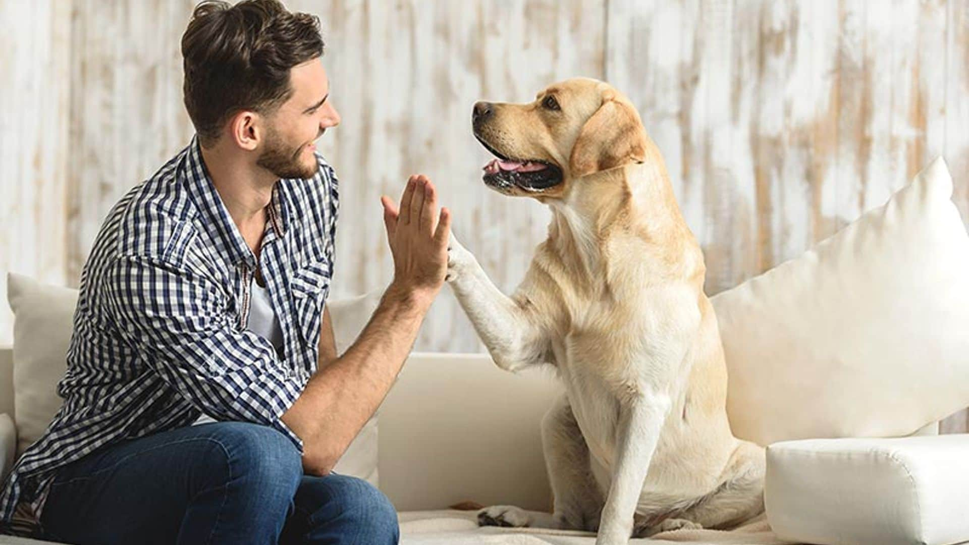 Mascotas sanas, dueños felices y a salvo de posibles contagios