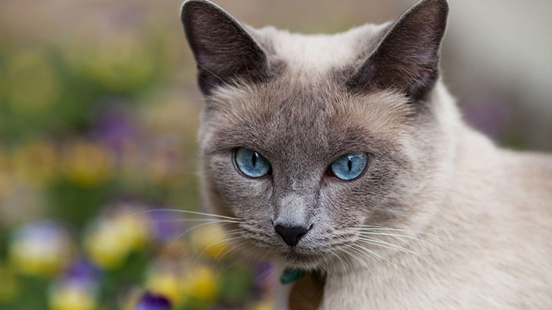 Razones por las que no conviene 'ponerle un cascabel al gato'