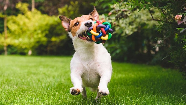 cuanto importa la raza de perro para conocer su caracter