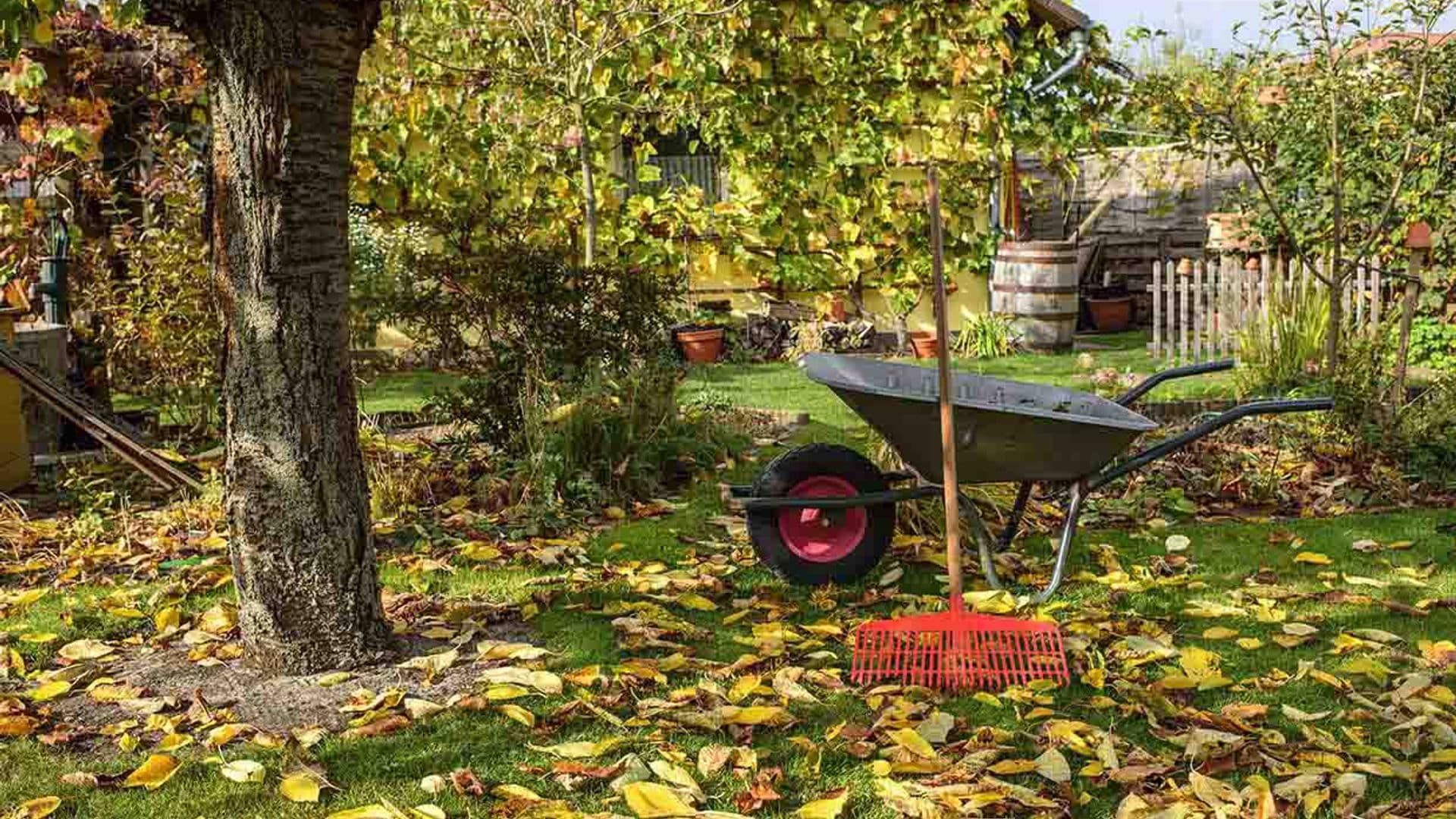 Descubre todos los cuidados que debes darle a tu jardín en otoño