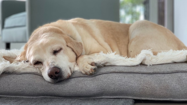 Un perro mayor descansando en su cama