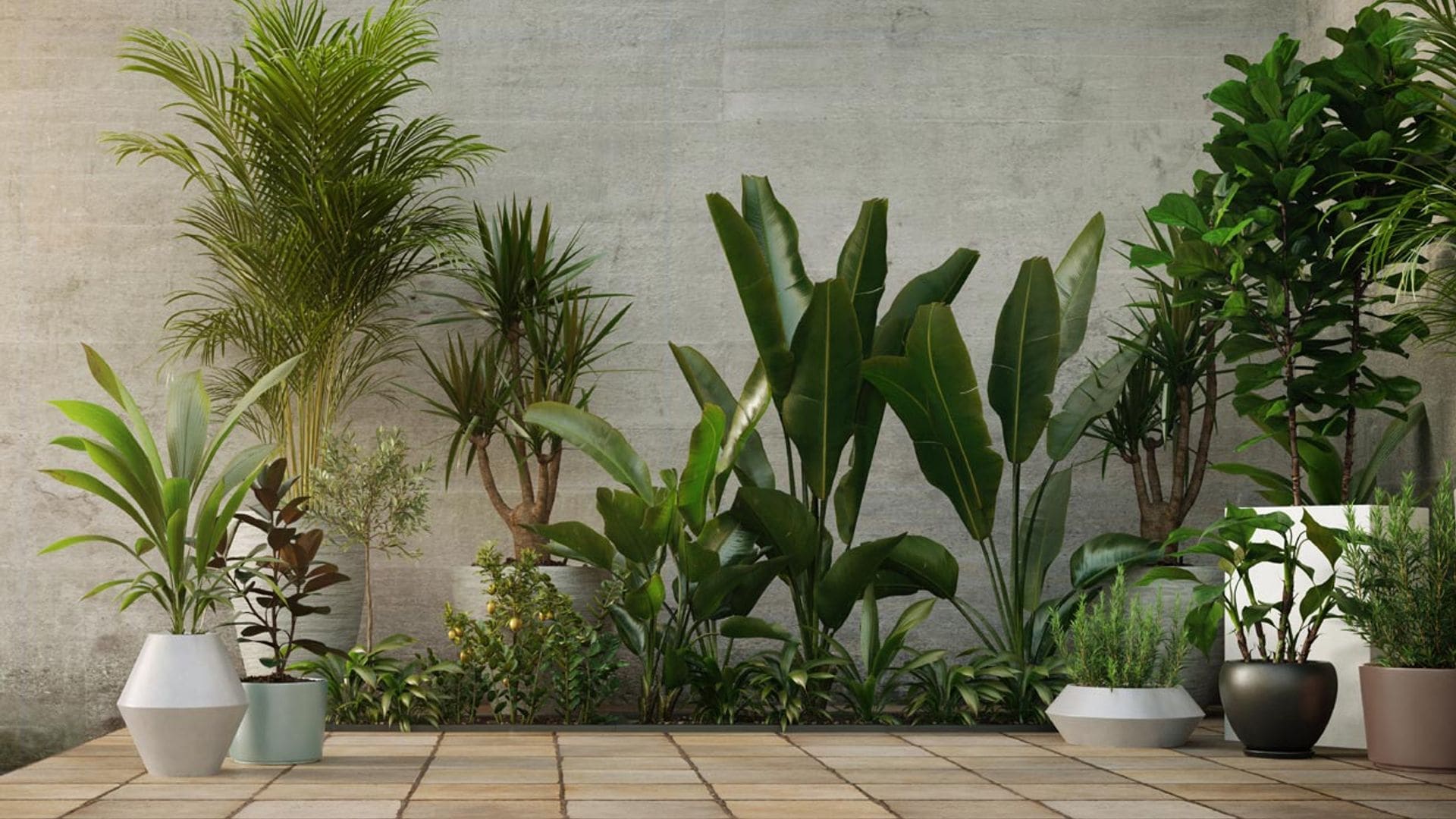 10 plantas de interior perfectas para rincones con poca luz