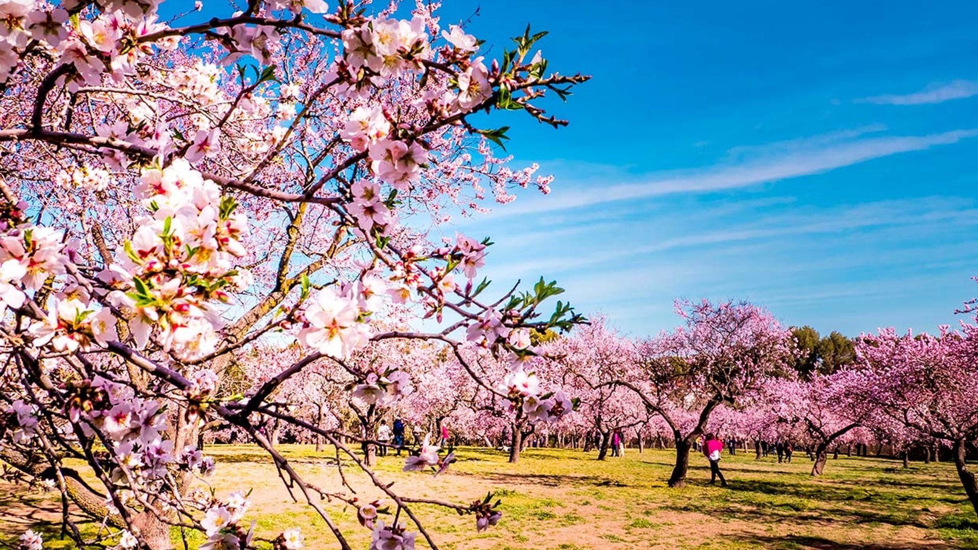Los mejores sitios de España y Portugal para ver los almendros en flor estos días