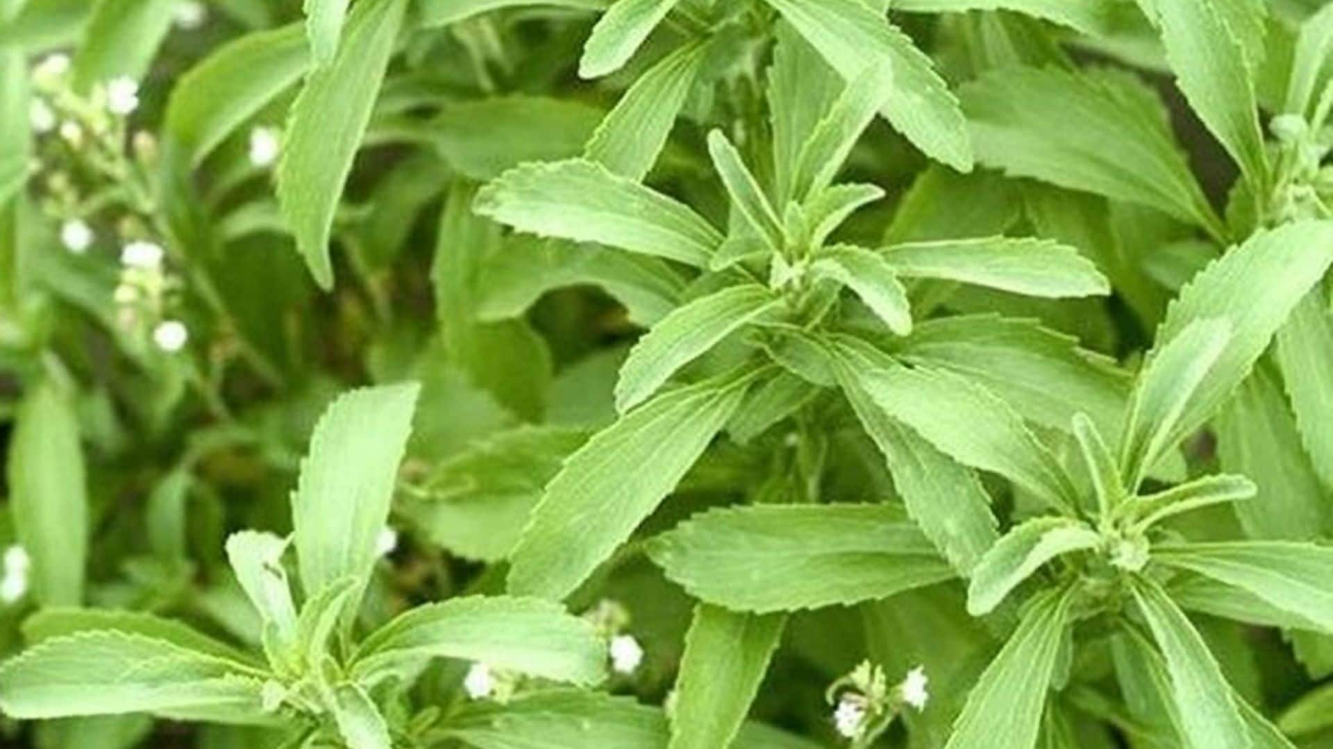 stevia