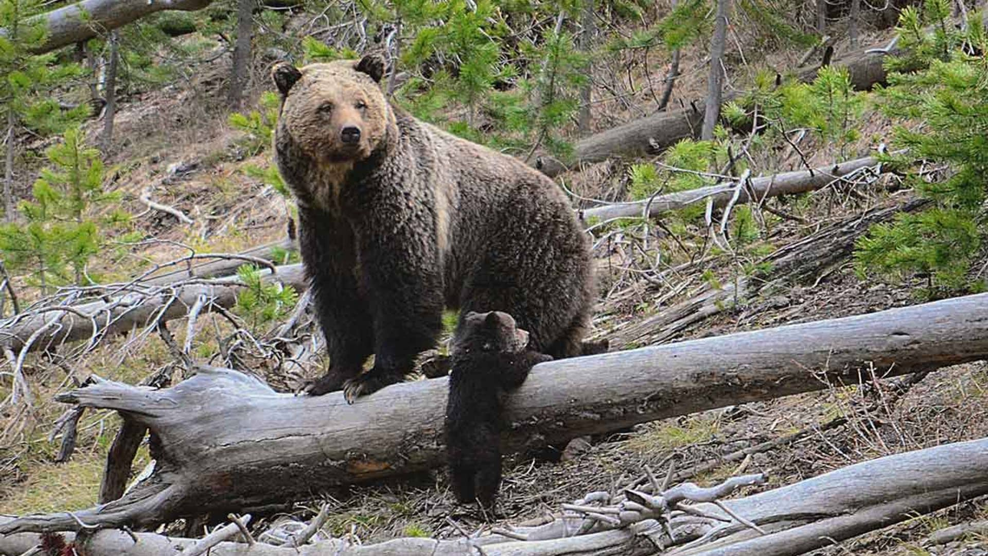 El impresionante ataque de un oso a dos jóvenes