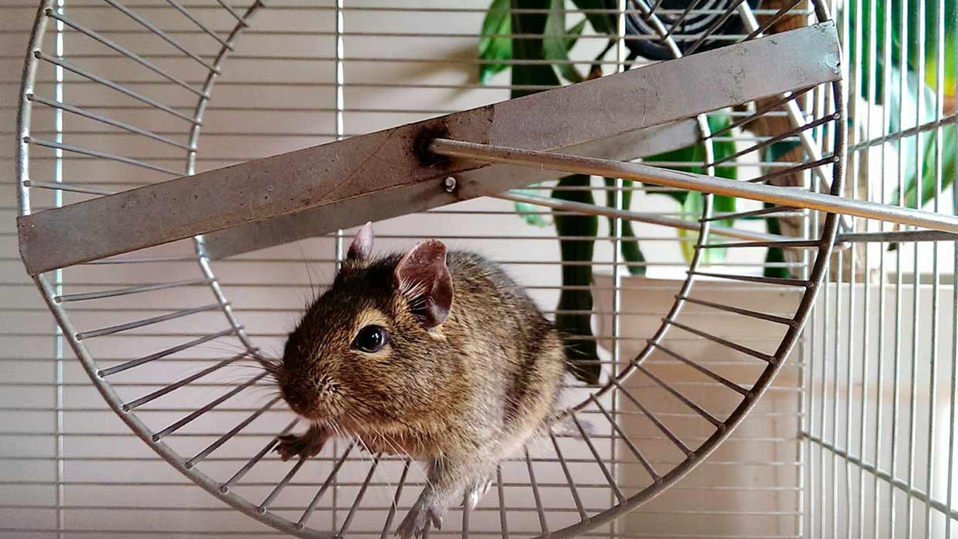 como limpiar jaula hamster consejos higiene