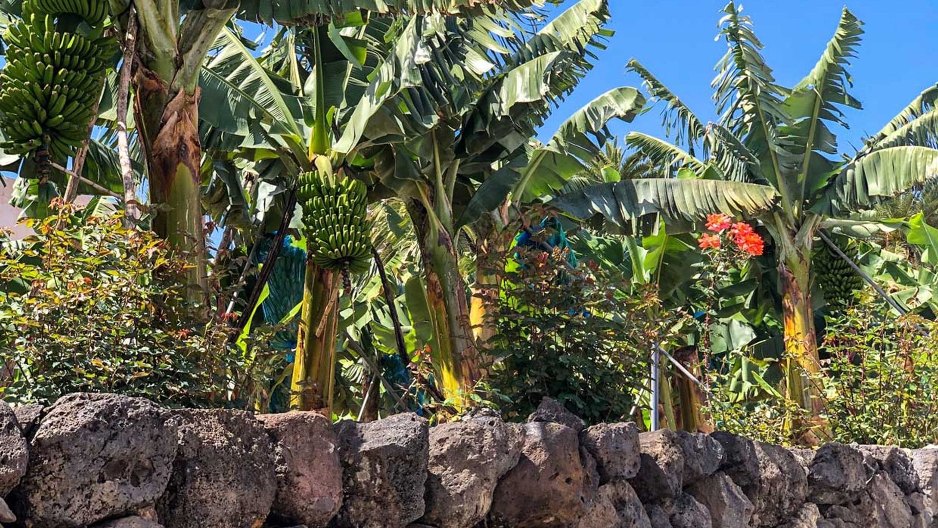 Cómo diseñar un jardín canario