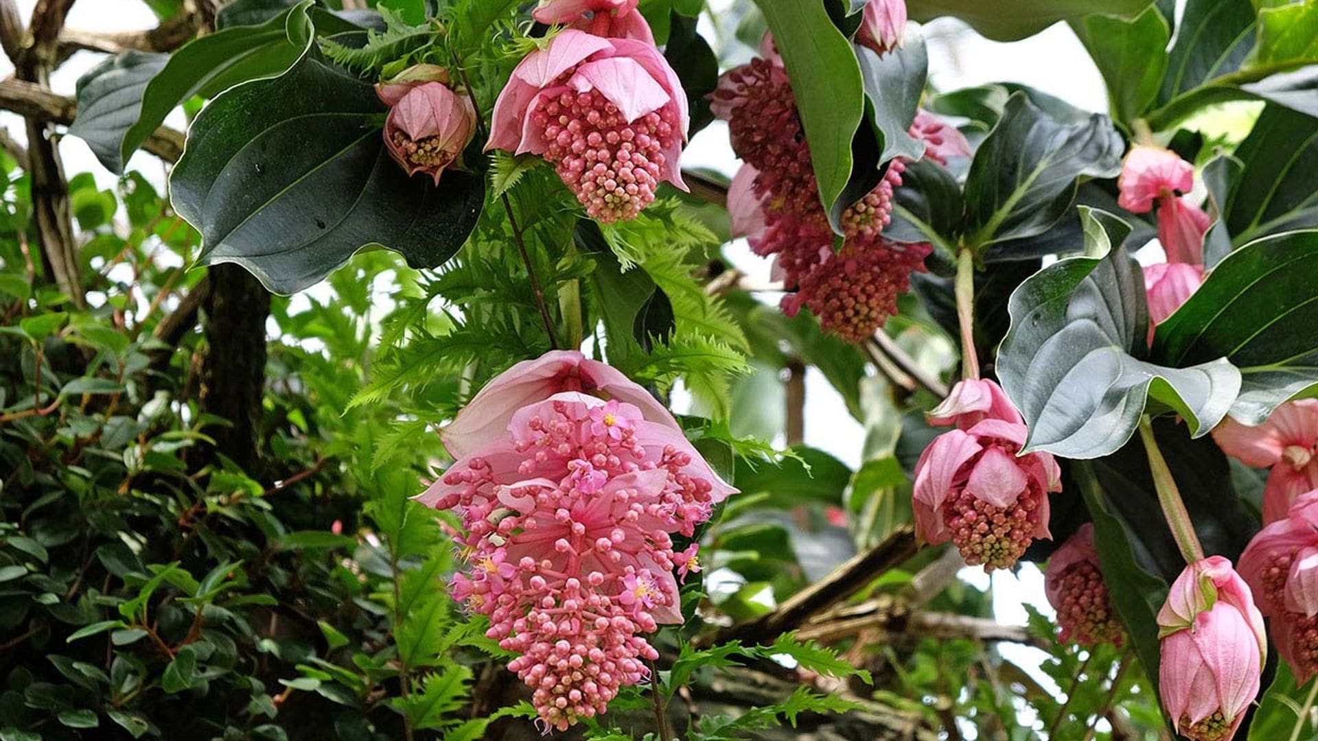 Medinilla, una planta de interior de flores espectaculares