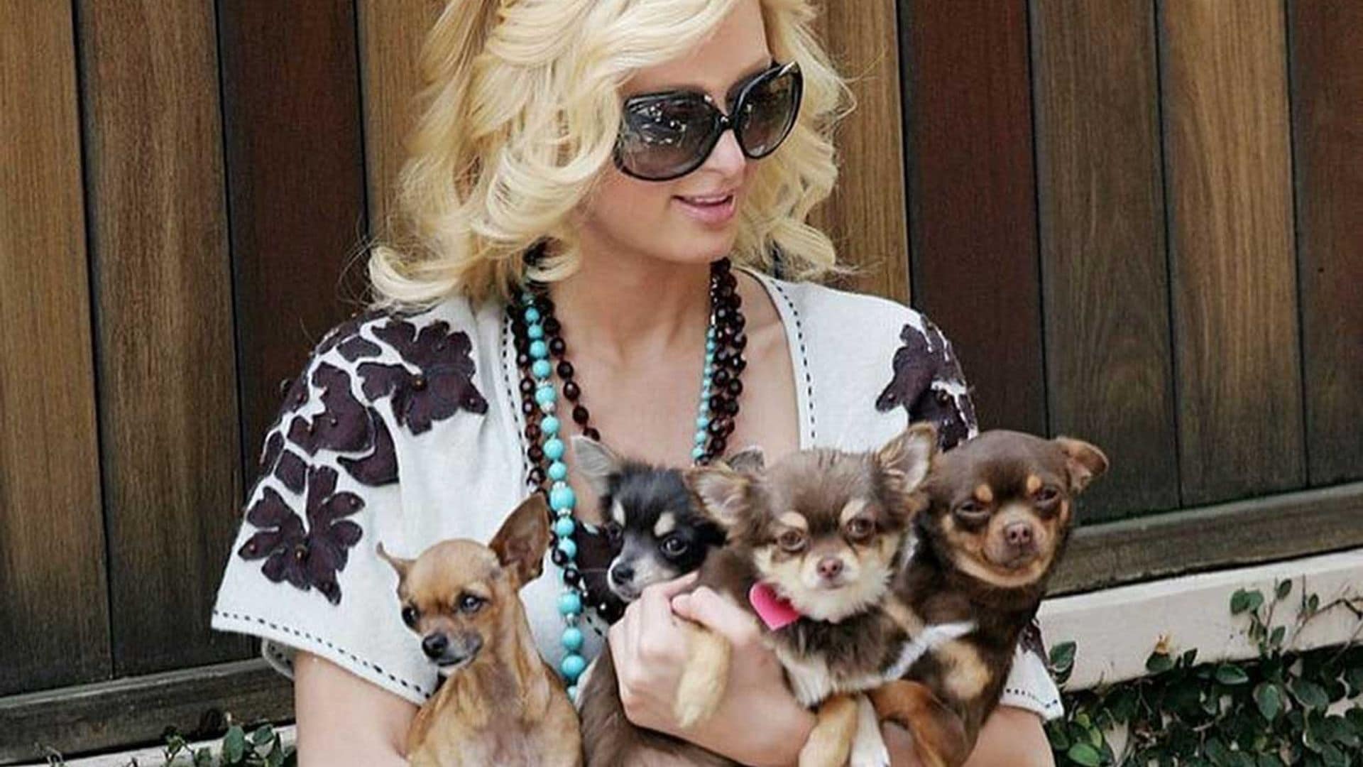 ¿Cuántos años vive un perro chihuahua como el de Paris Hilton que ha muerto recientemente?