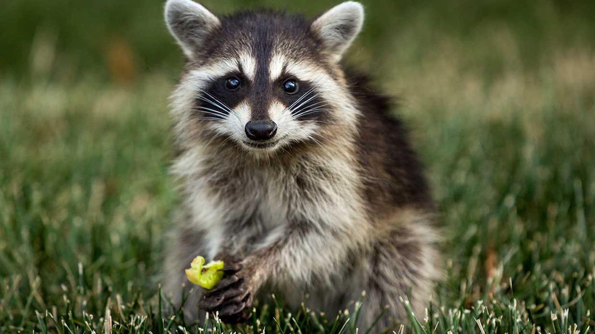 Curiosidades sobre los mapaches que te sorprenderán