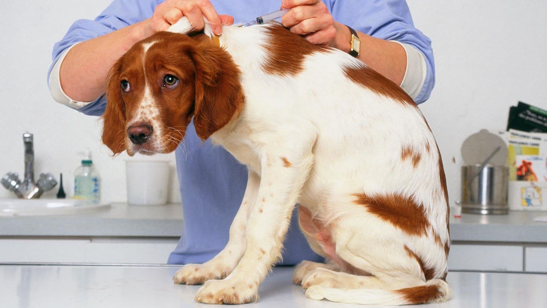 Trucos para evitar que tu perro tenga miedo a ir al veterinario