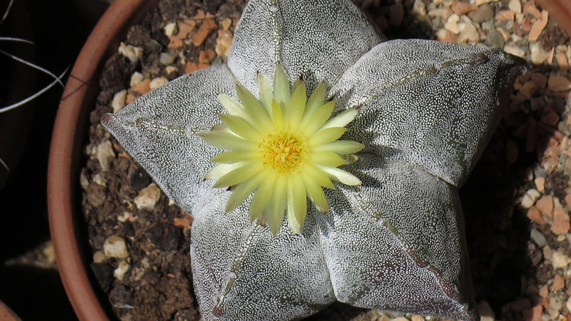 El curioso cactus birrete de obispo quiere ser la estrella de tu jardín