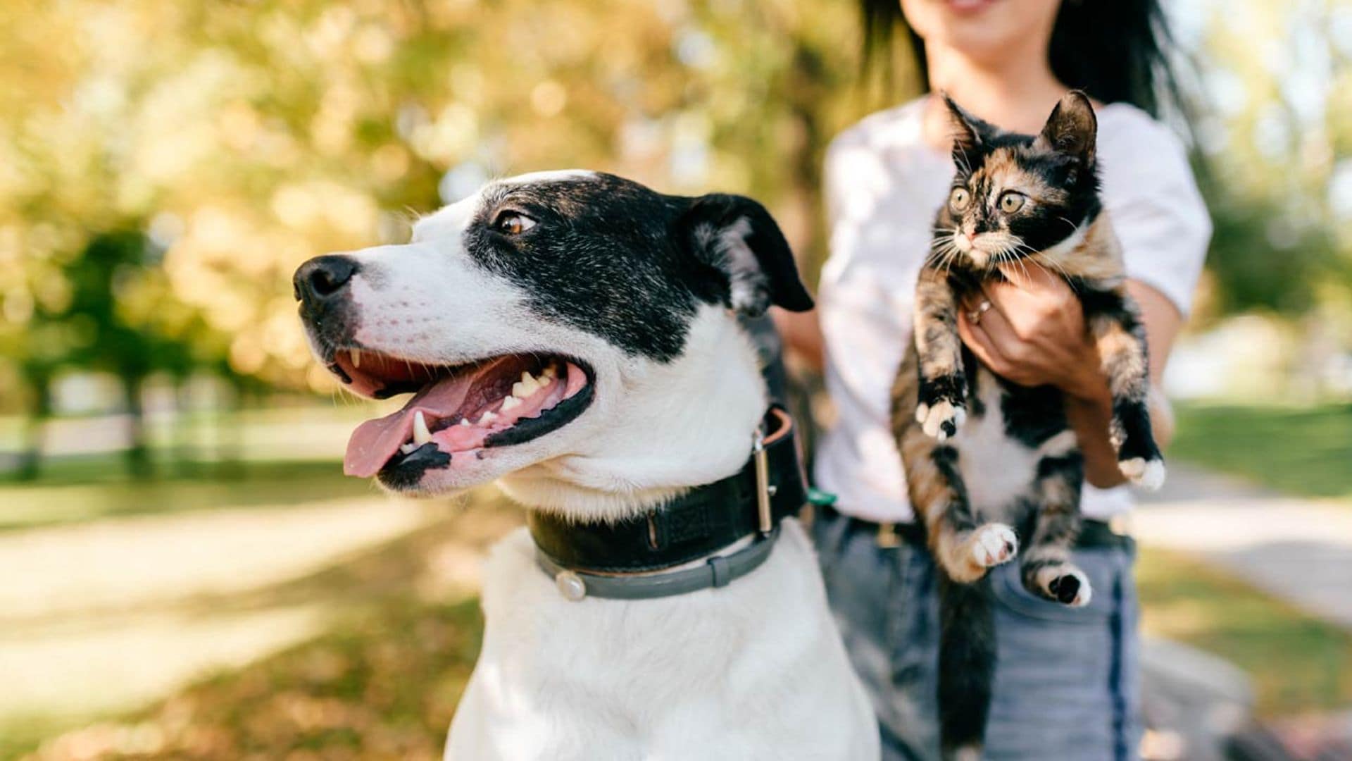 Esto es lo que dice de su salud la caca de tu perro o de tu gato