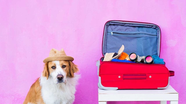 viajar con perros