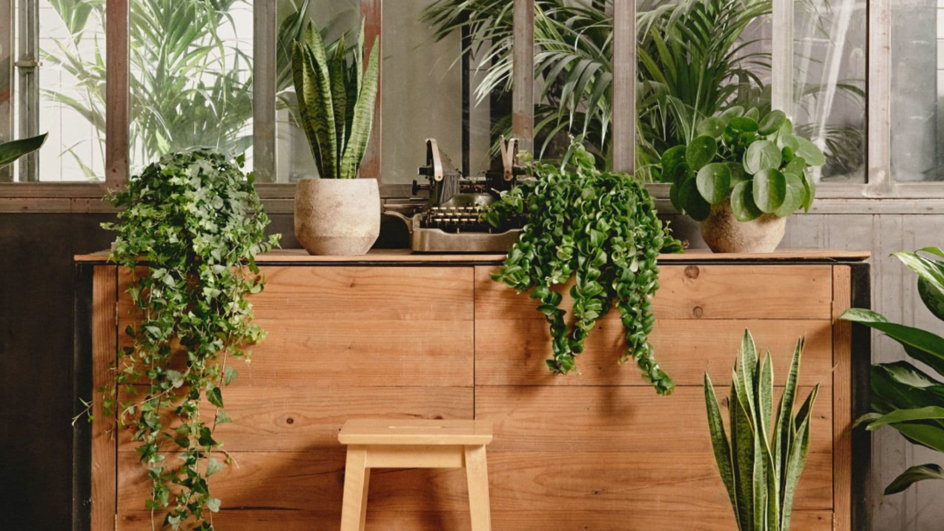 Agrupar plantas en interiores transforma tu hogar en un oasis natural. ¡Lo vemos!