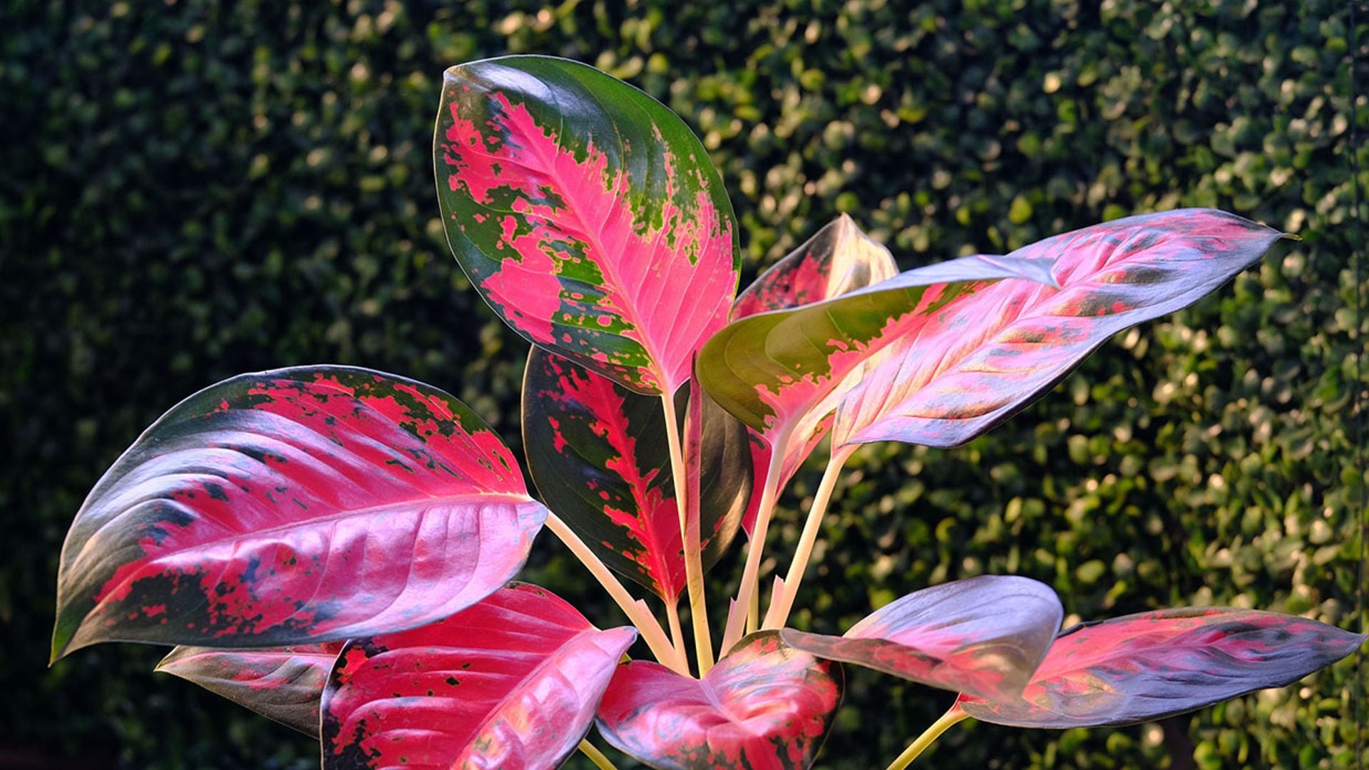 Aglaonema, una planta de interior apta para espacios con poca luz