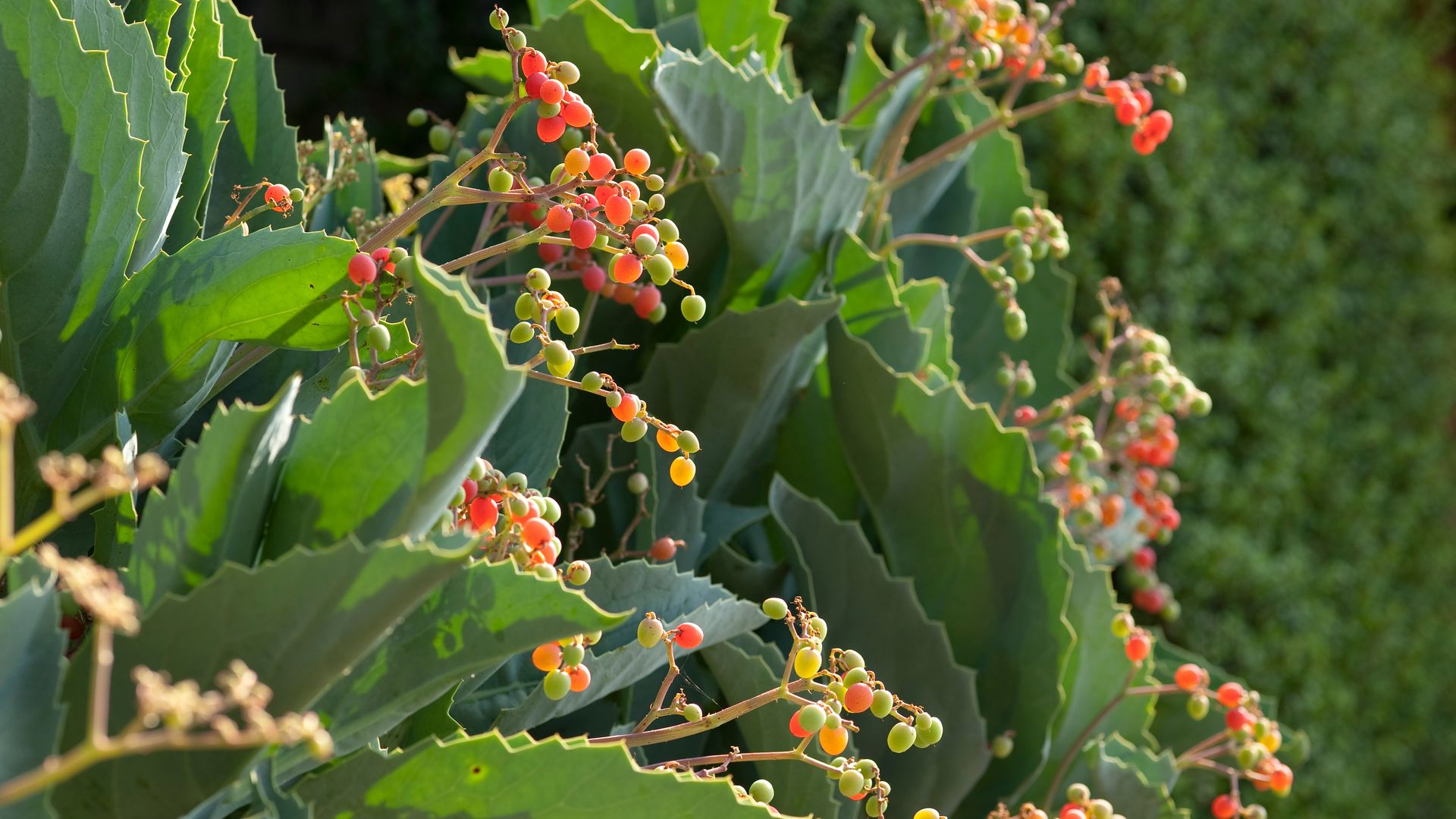 Uva de Namibia: así puedes cultivar esta planta de belleza exótica en el jardín