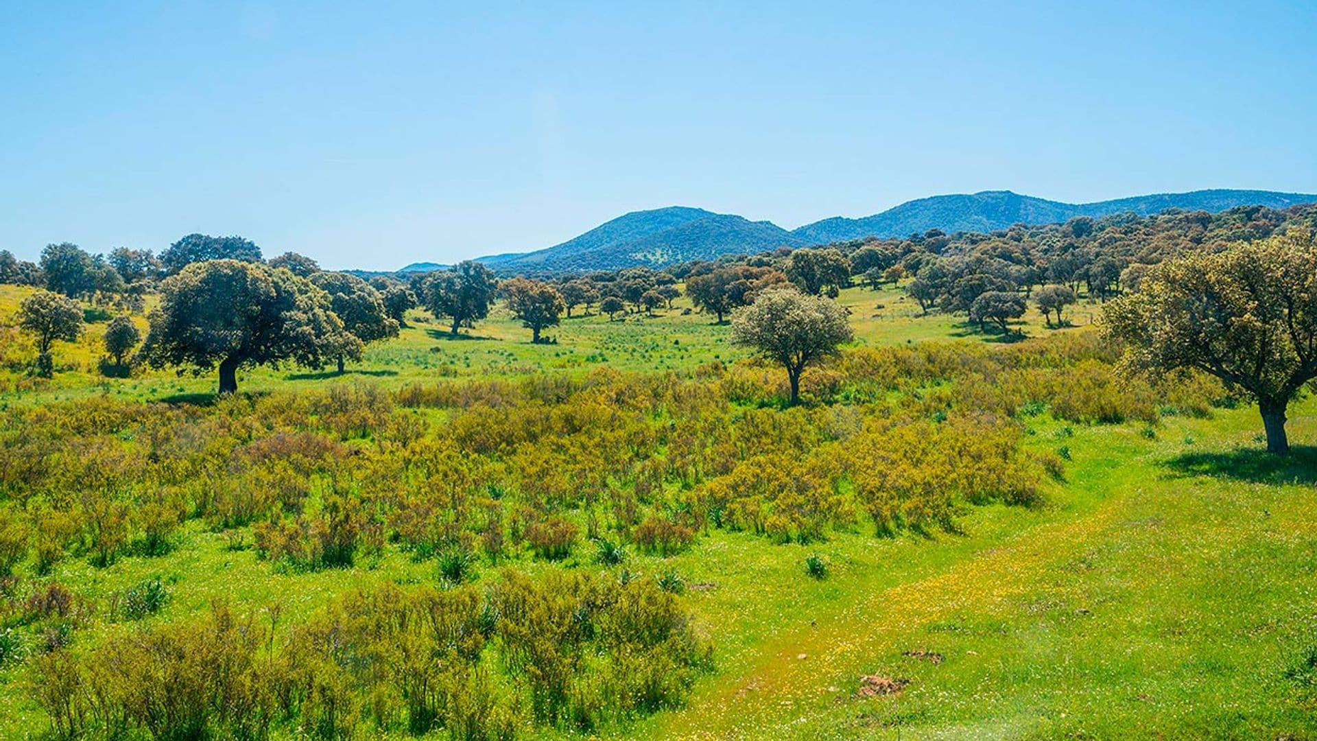 ¿Qué esconde el valle de Alcudia? Un viaje inesperado por Ciudad Real