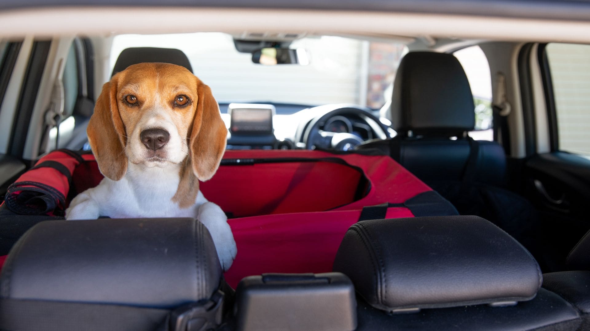 Los mejores accesorios para viajar con tu perro en coche