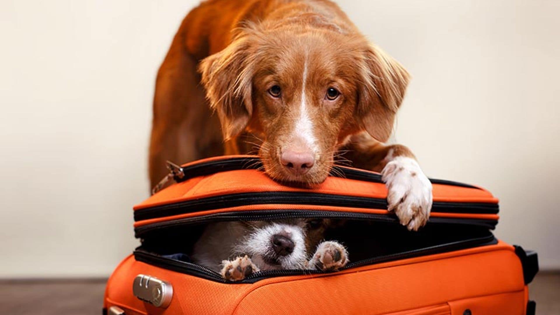 Todo lo que tienes que preguntar si este verano viajas con tu perro