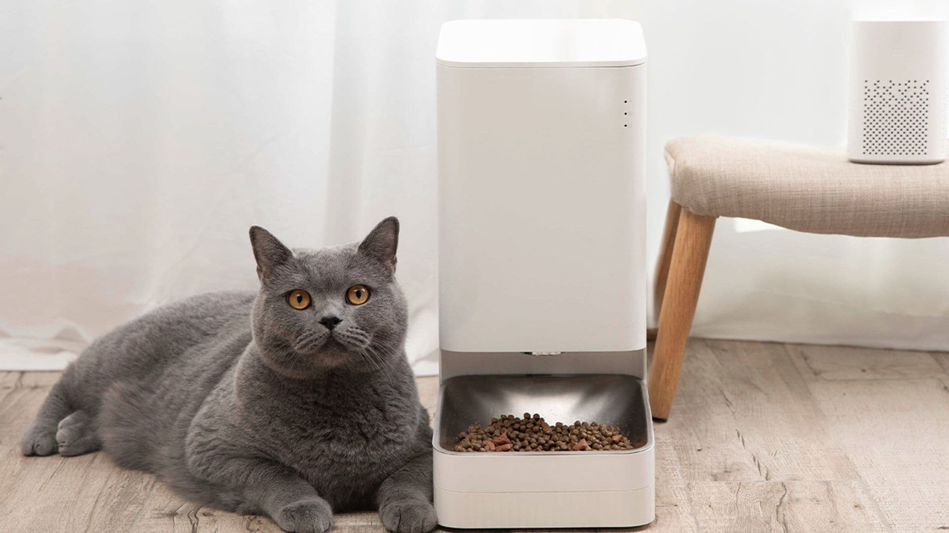 Descubre el comedero automático para gatos que facilitará su alimentación