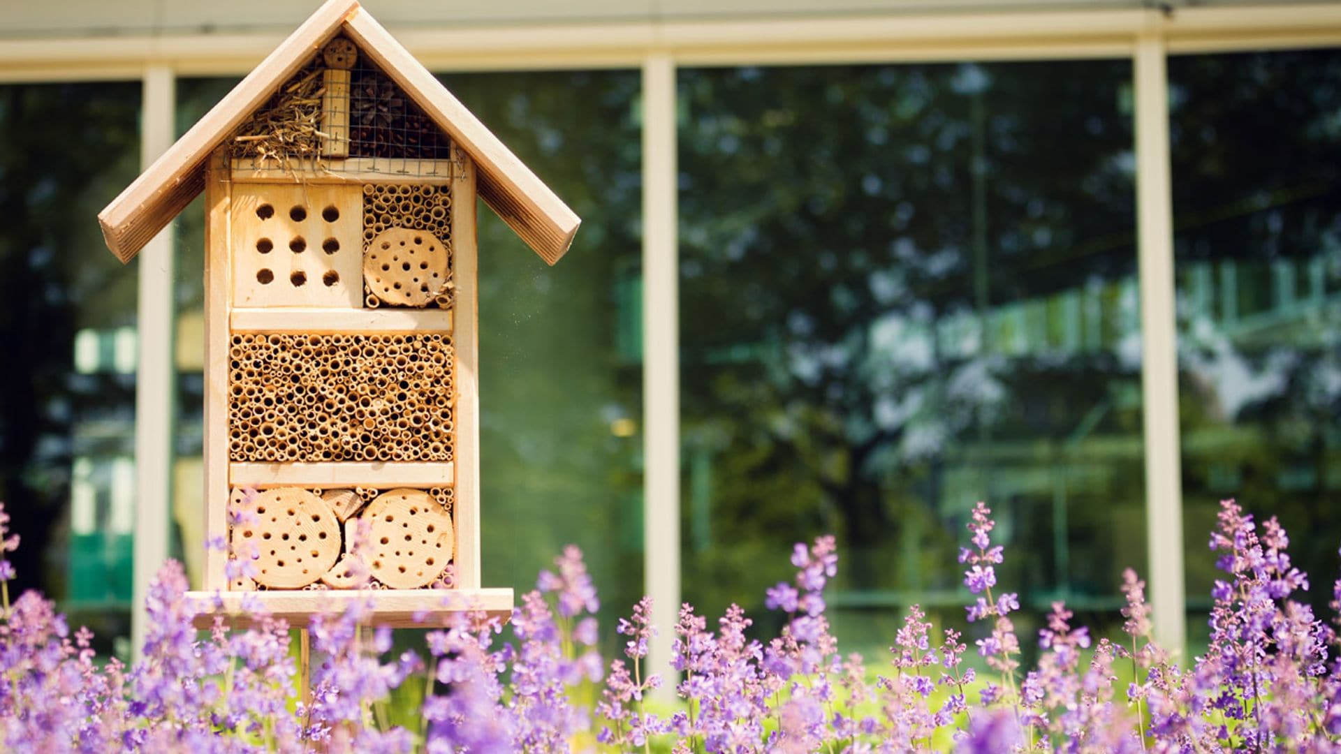 ¿Te animas a tener un hotel para insectos en tu jardín? Así ayudarás al medio ambiente