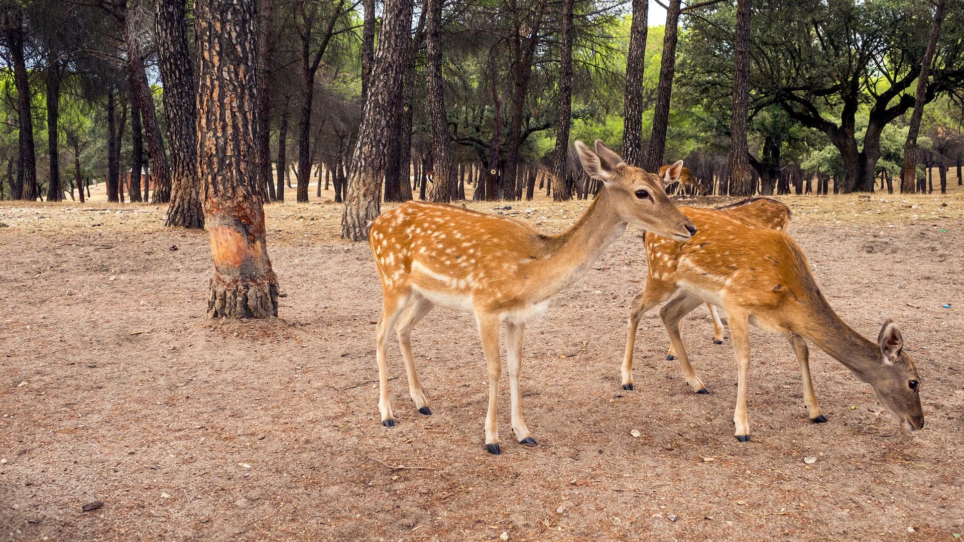 Fawns on the El Pardo mountain in Madrid