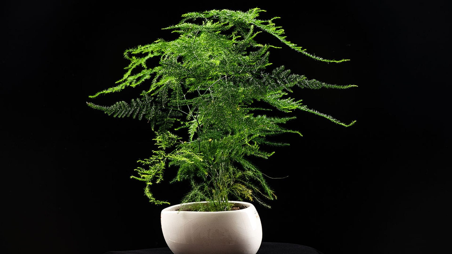 Esparraguera, una planta peculiar muy fácil de cultivar en casa