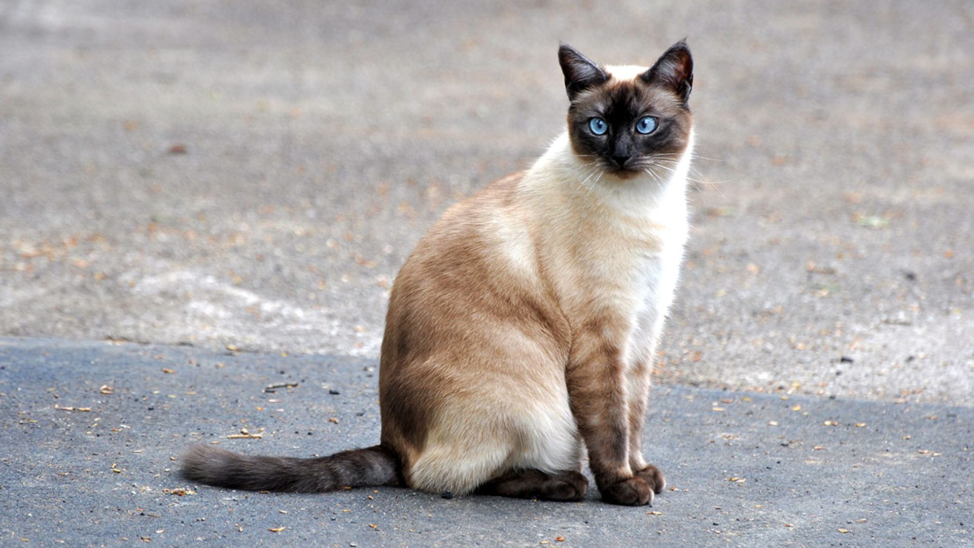 La travesura de un gatito que le pudo haber costado el trabajo a sus dueñas