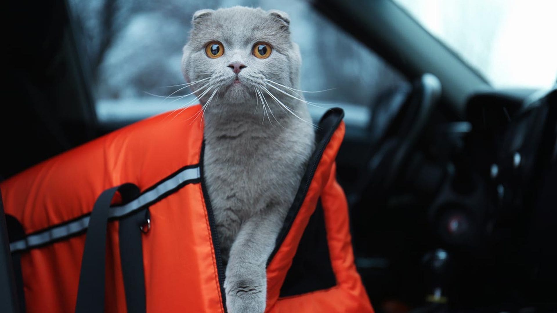 Ayuda a que tu gato viaje tranquilo en coche