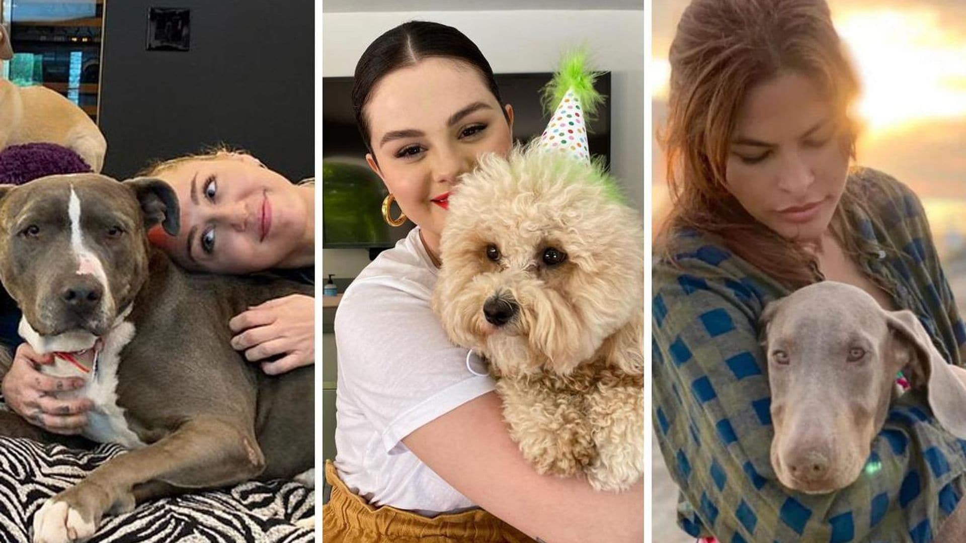 10 famosos que adoptaron un perrito sin hogar