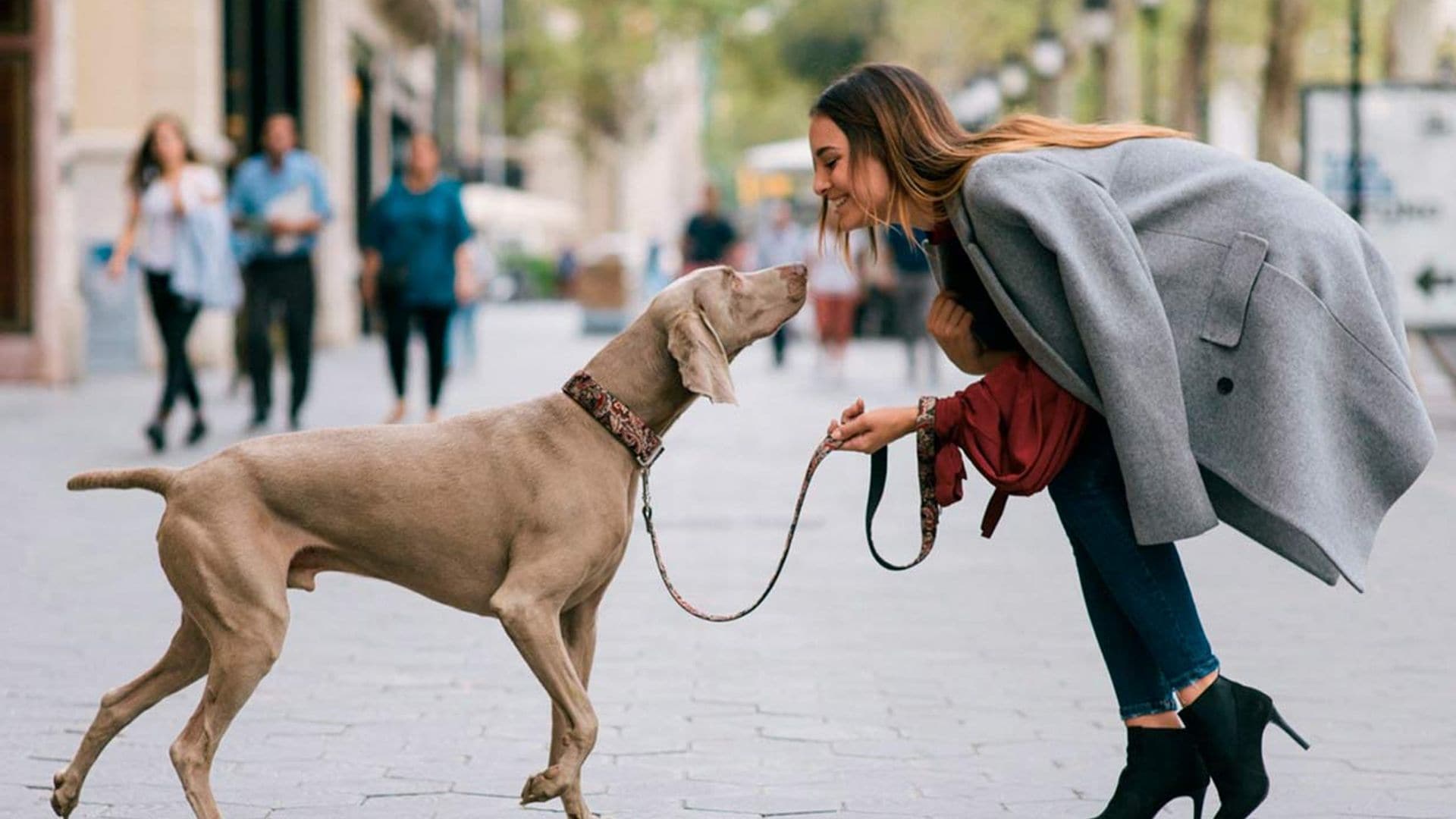 Accesorios originales y prácticos para mimar a tu perro