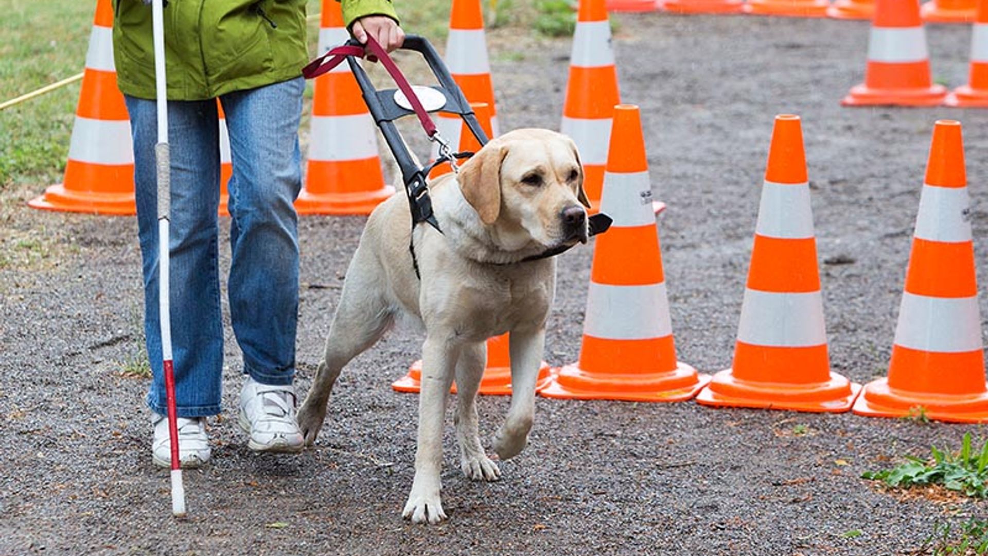 Así son los perros más trabajadores